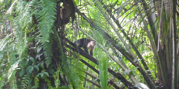 Costa Rica – Cahuita