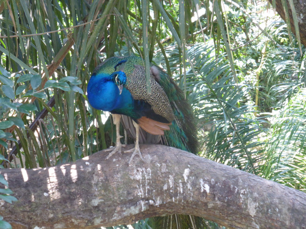 3-Bolivia-Santa-Cruz-Biocentro-Guembe-Peacock.JPG Bolivia Santa Cruz Biocentro Guembe Peacock