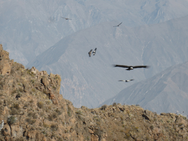 Peru Canon del Colca Cruz del Condor
