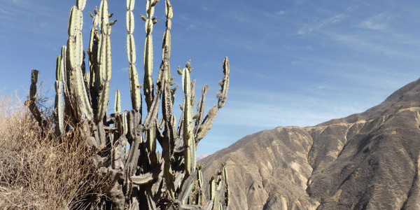 Peru – Cañón del Colca