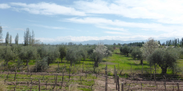 Argentina – Mendoza