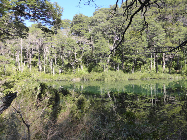 4-Chile-Pucón-Huerquehue-National-Park.JPG Chile Pucón Huerquehue National Park