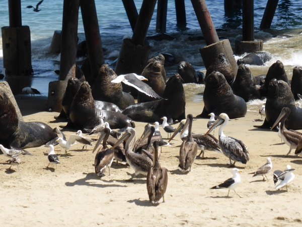 Chile Valparaiso Seals