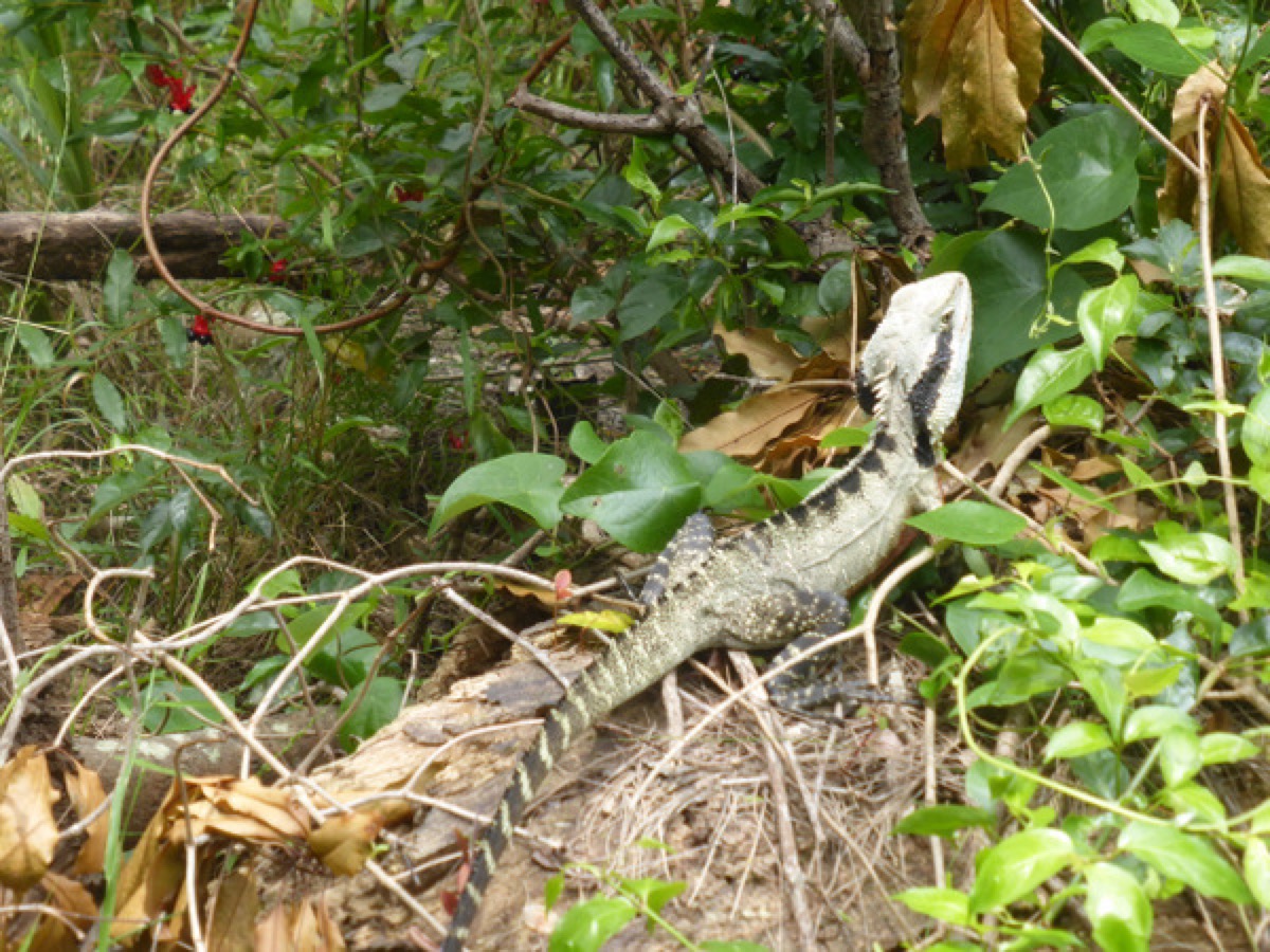 Australia Sydney Animals
